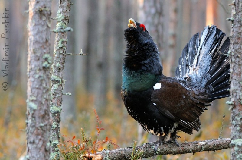 Глухарь (Tetrao urogallus)