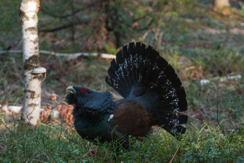 Глухарь - Capercaillie