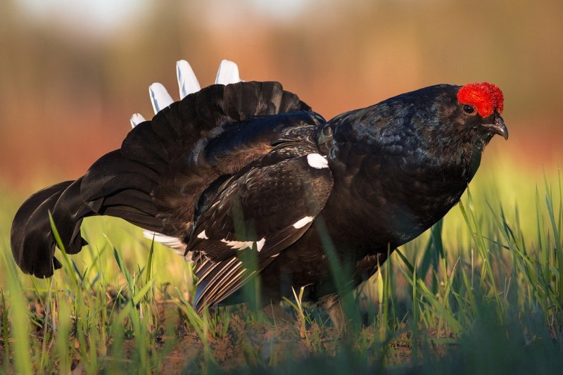 Глухарь (Tetrao urogallus)