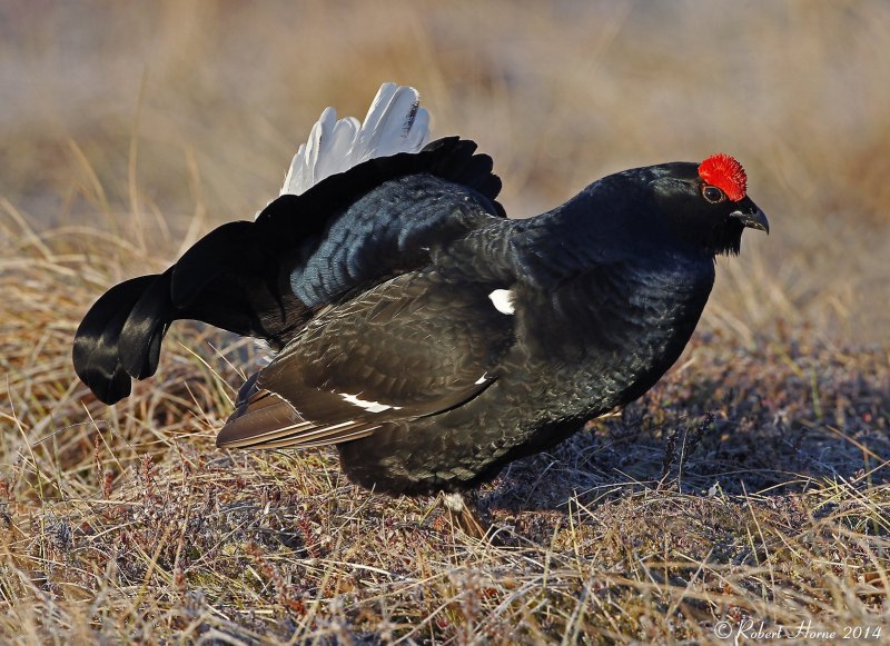 Глухарь - Capercaillie