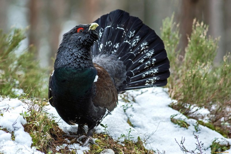Capercaillie птица