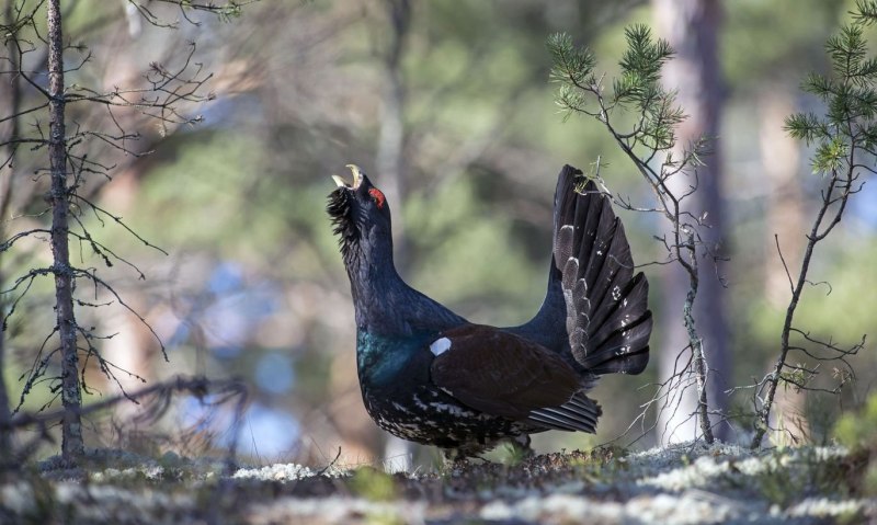 Чернобрюхий Глухарь Tetrao urogallus Major