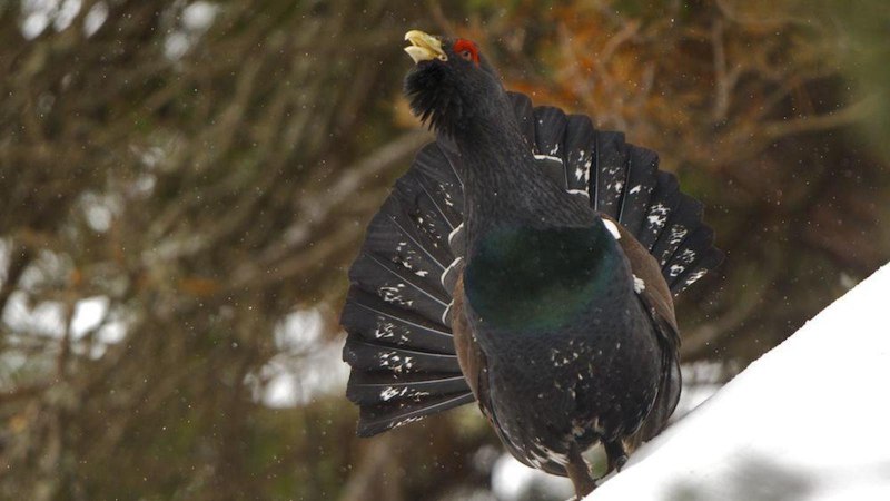 Глухарь (Tetrao urogallus)