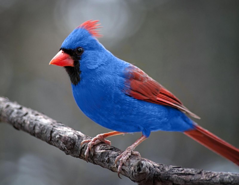 Синий кардинал (61 фото)