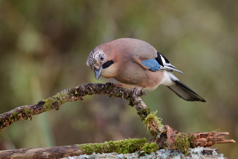 Garrulus glandarius