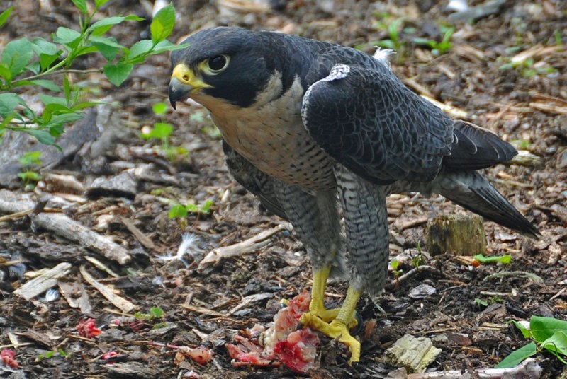 Сокол-Сапсан (Falco peregrinus)