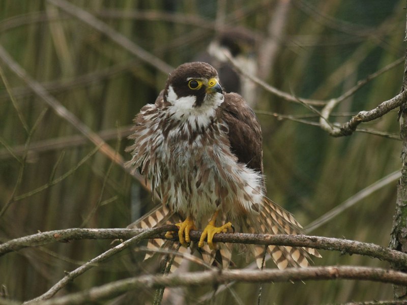 Ястреб-перепелятник (Accipiter nisus)