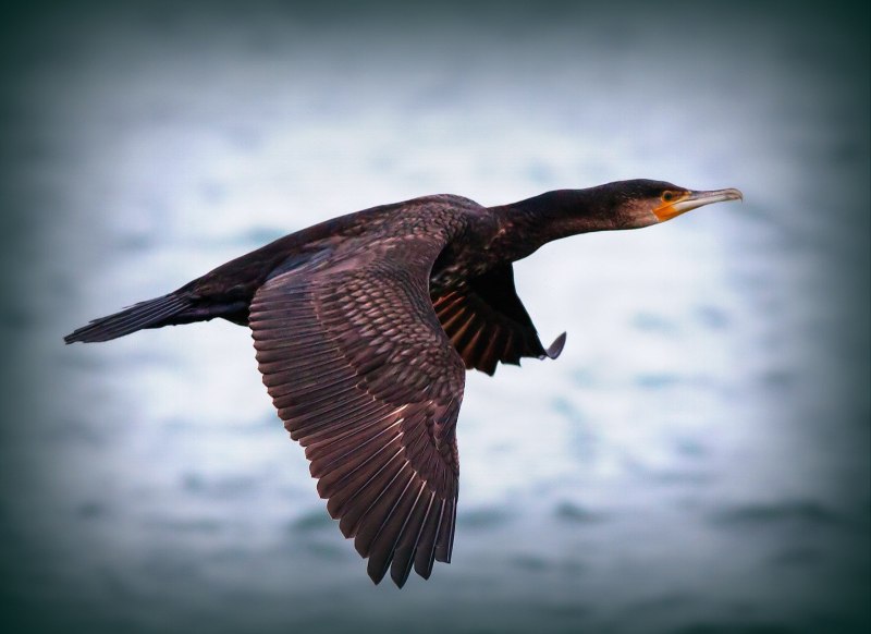 Хохлатый Баклан Phalacrocorax Aristotelis