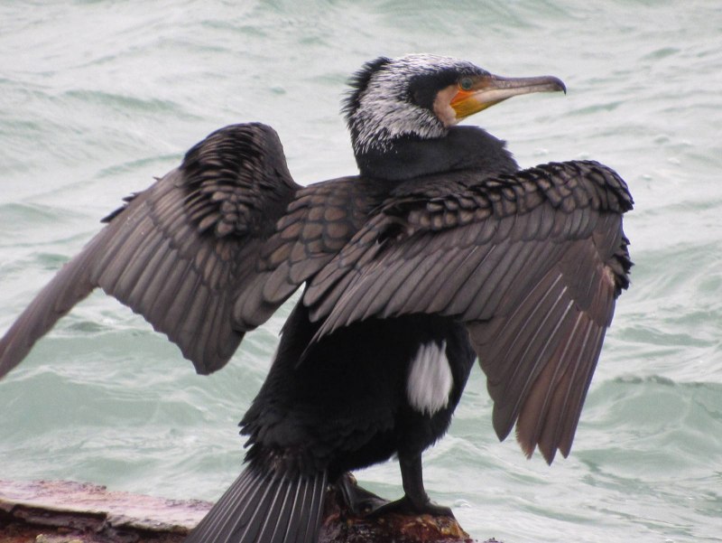 Хохлатый Баклан Phalacrocorax Aristotelis