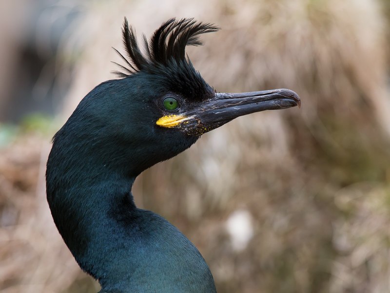 Хохлатый Баклан Phalacrocorax Aristotelis