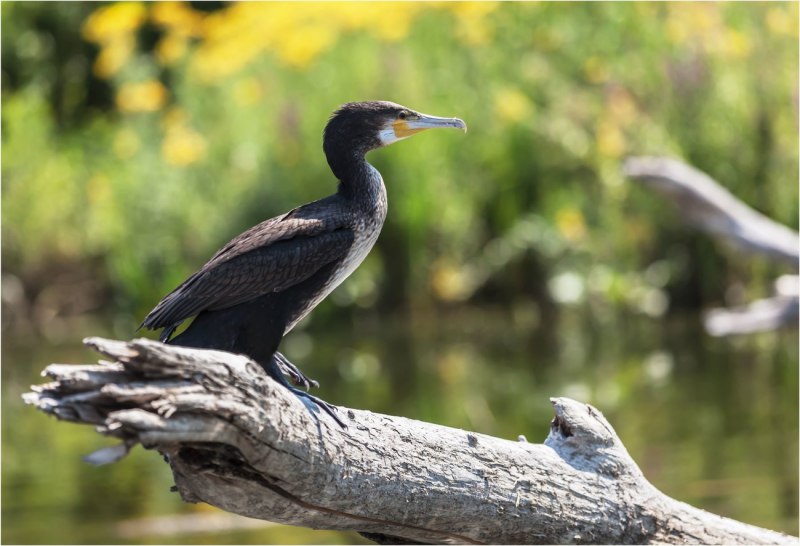 Хохлатый Баклан / Phalacrocorax Aristotelis / European Shag