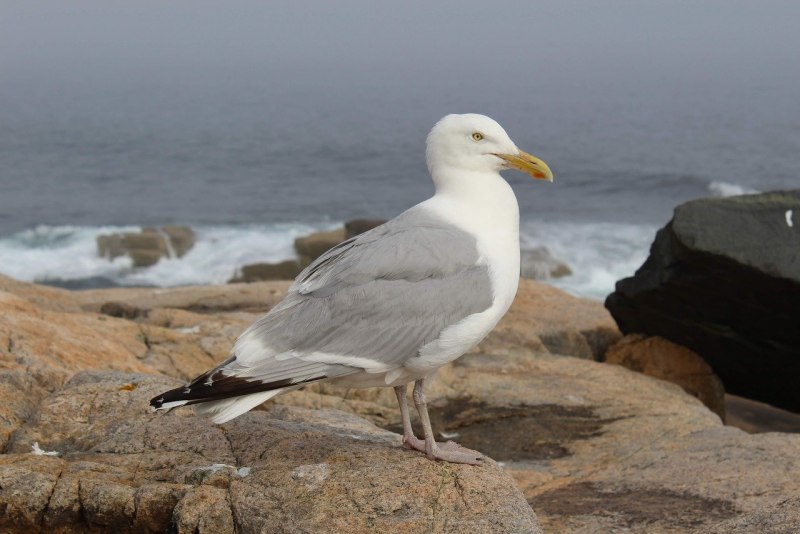 Phalacrocorax Aristotelis