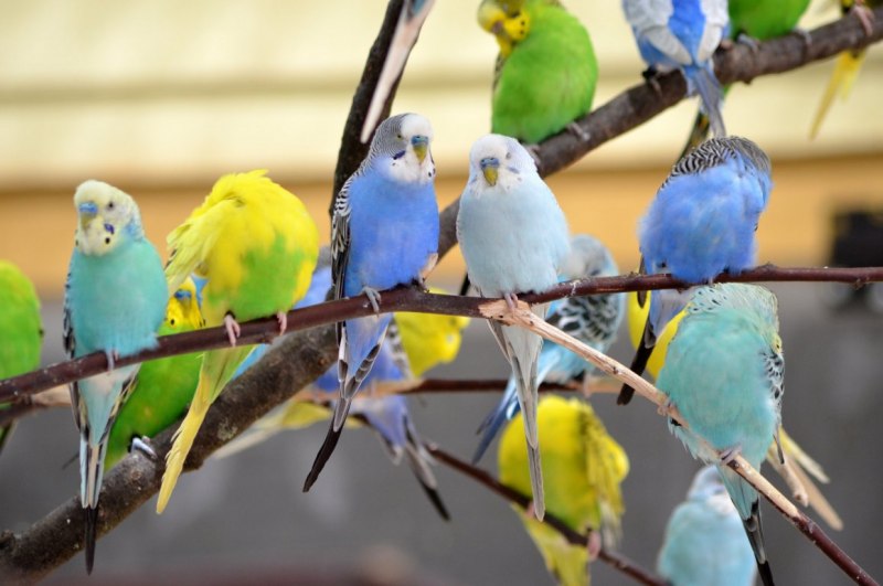 Разноцветные волнистые попугаи (54 фото)