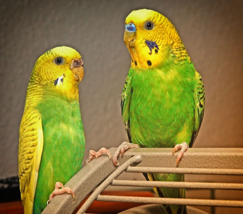 Budgie попугай