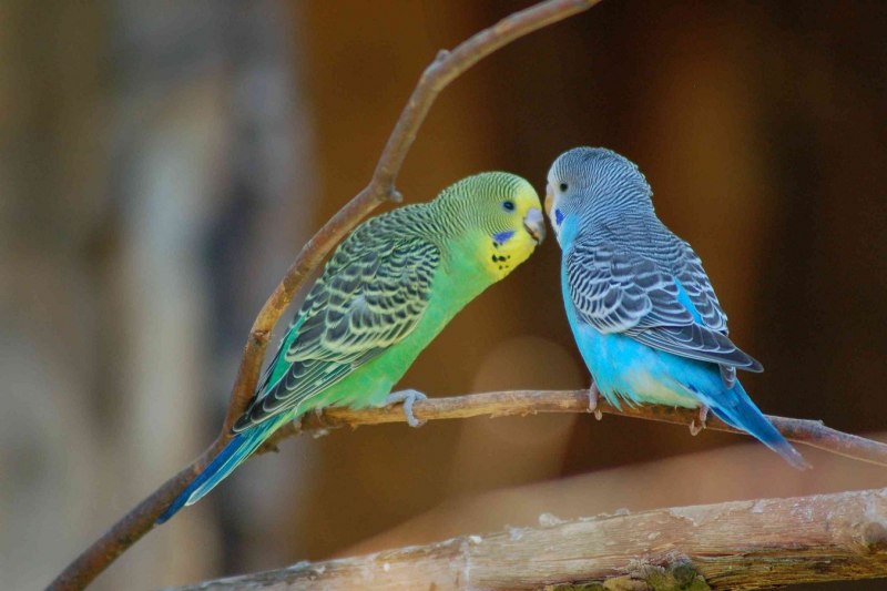 Волнистый попугай Budgie