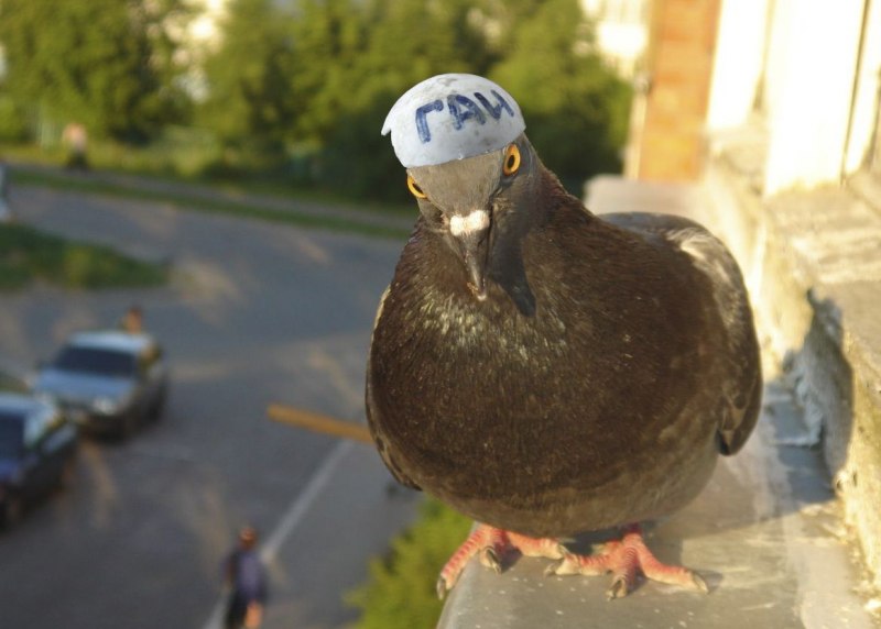 Голубь селфи