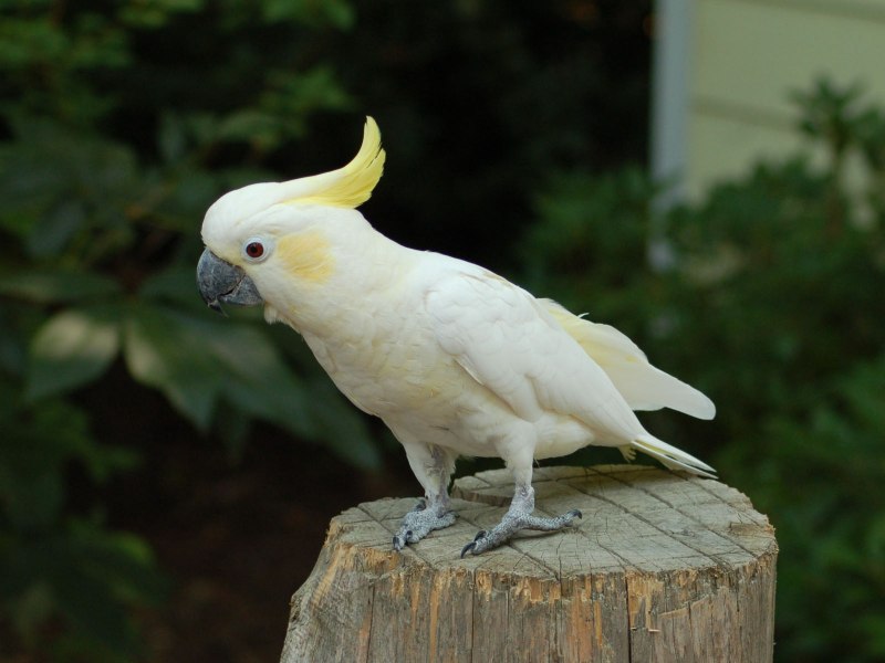 Малый желтохохлый Какаду – Cacatua sulphurea
