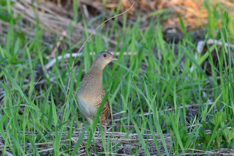 Конек Луговой Anthus pratensis