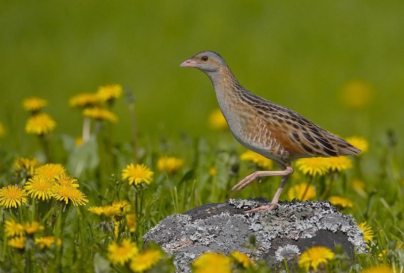 Crex Crex Коростель