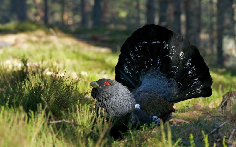 Бурокрылая ржанка (Pluvialis fulva)