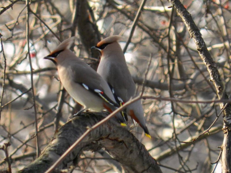 Каменный Глухарь (Tetrao parvirostris)