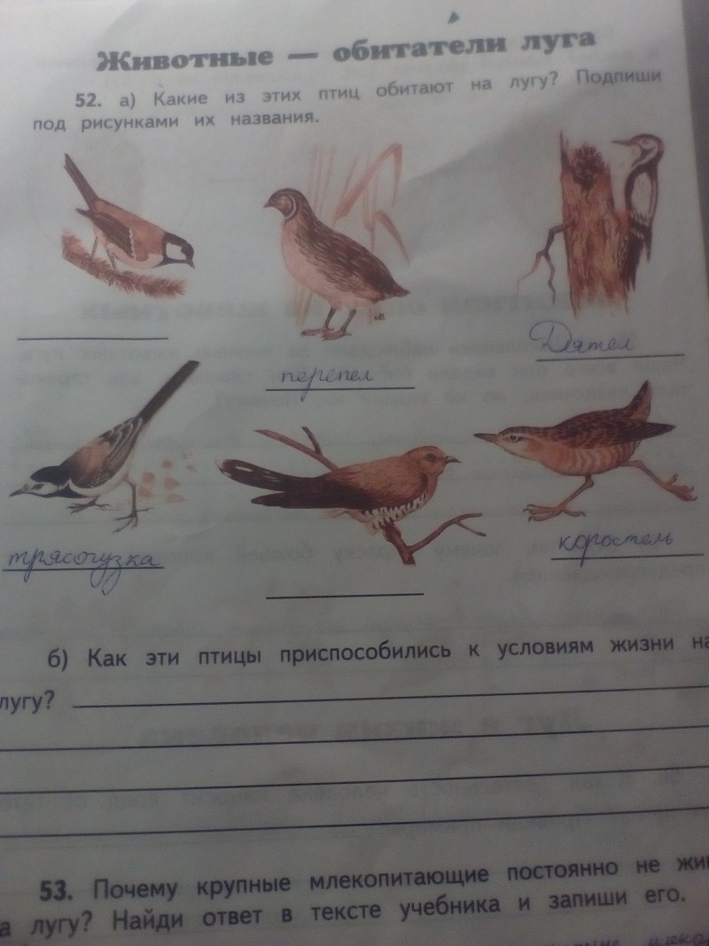 Подпиши названия птиц