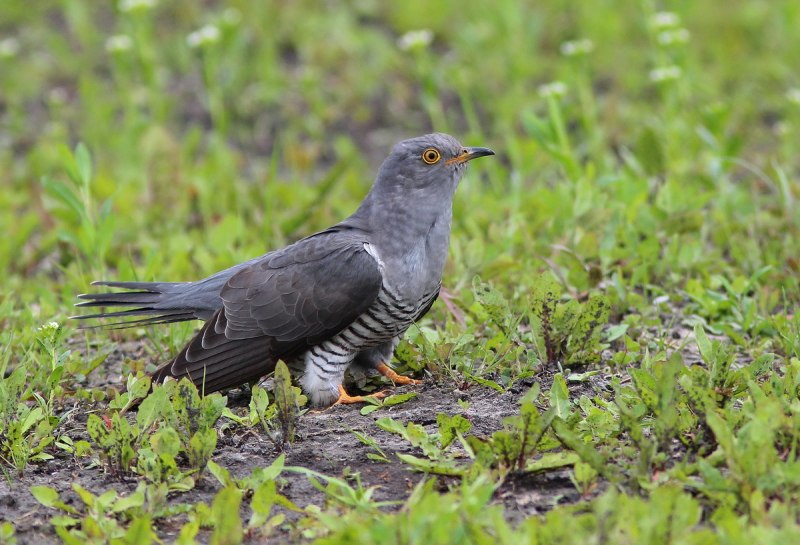 Кукушка Cuculus canorus
