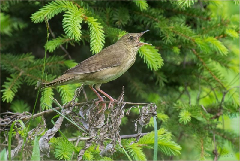 Locustella fluviatilis
