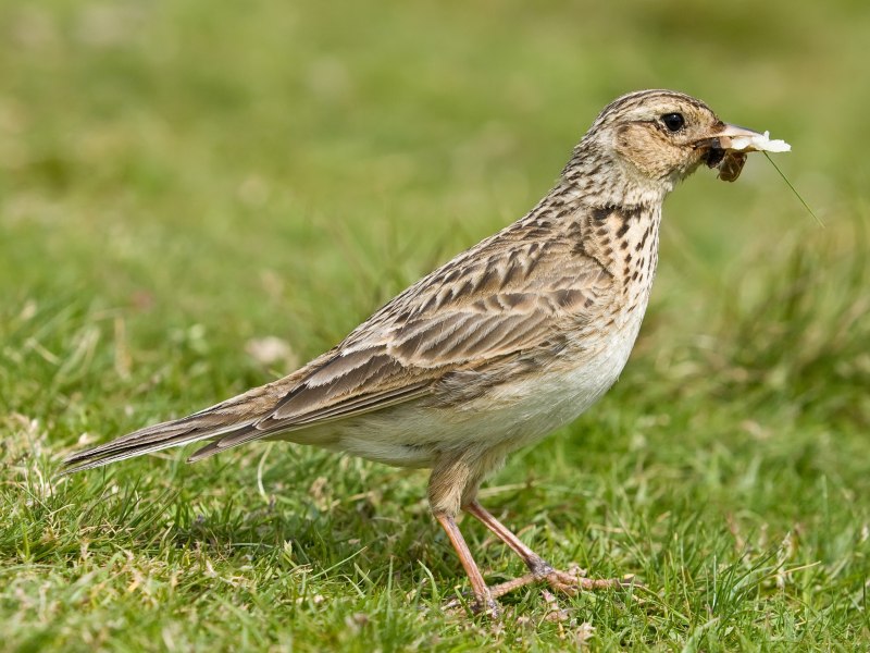 Alauda arvensis Linnaeus