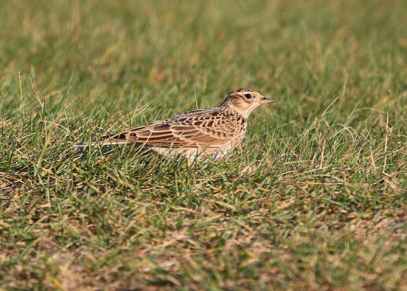 Anthus Campestris