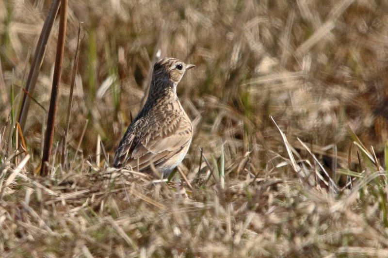 Лесной Жаворонок (Lullula Arborea)