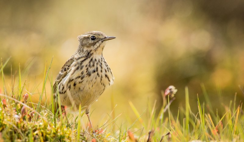 Конек Луговой Anthus pratensis