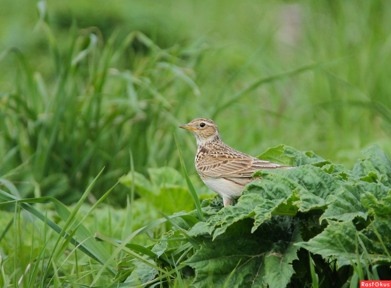 Anthus Campestris