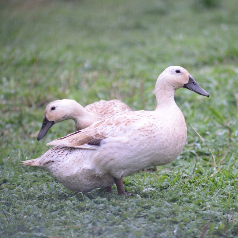 Cairina moschata (мускусная утка