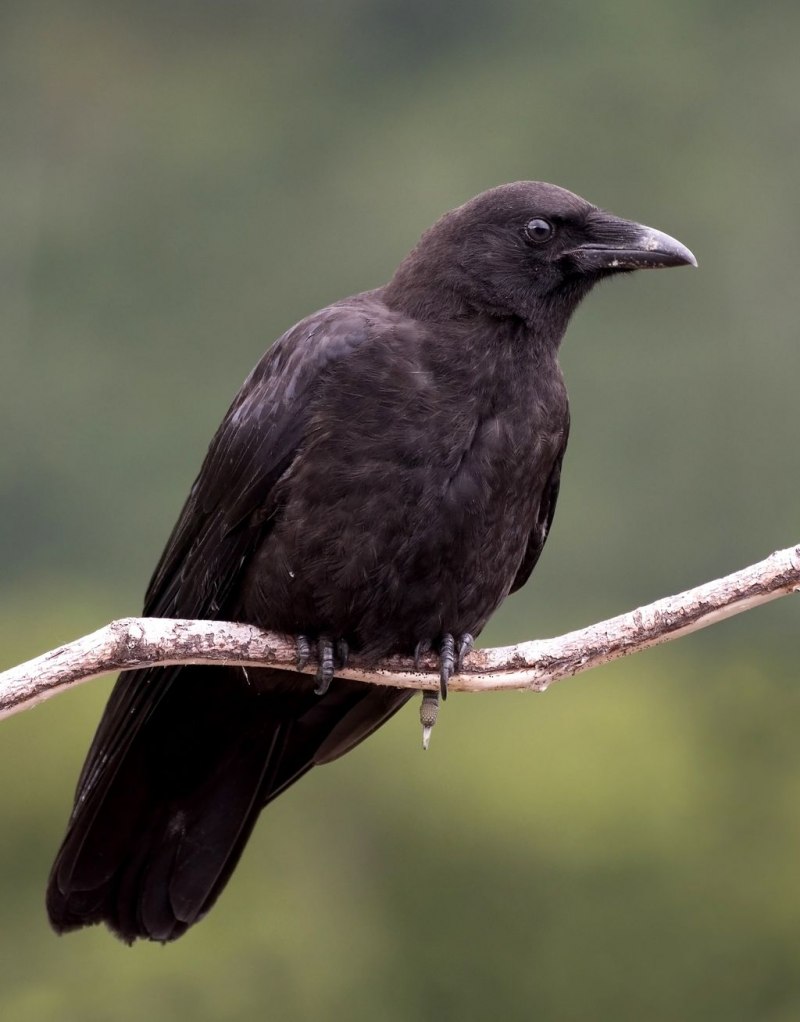 Семейство врановые - Corvidae