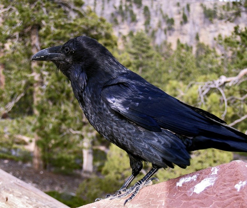 Корвус Коракс ворон