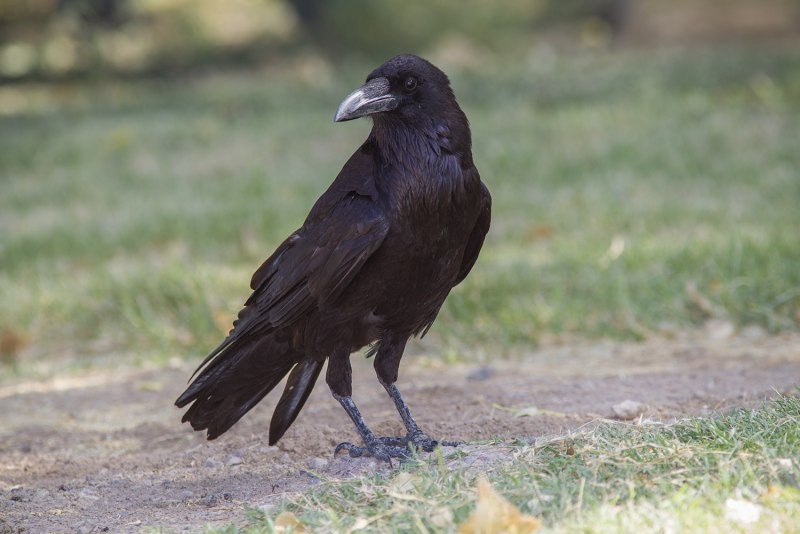 Corvus fuscicapillus