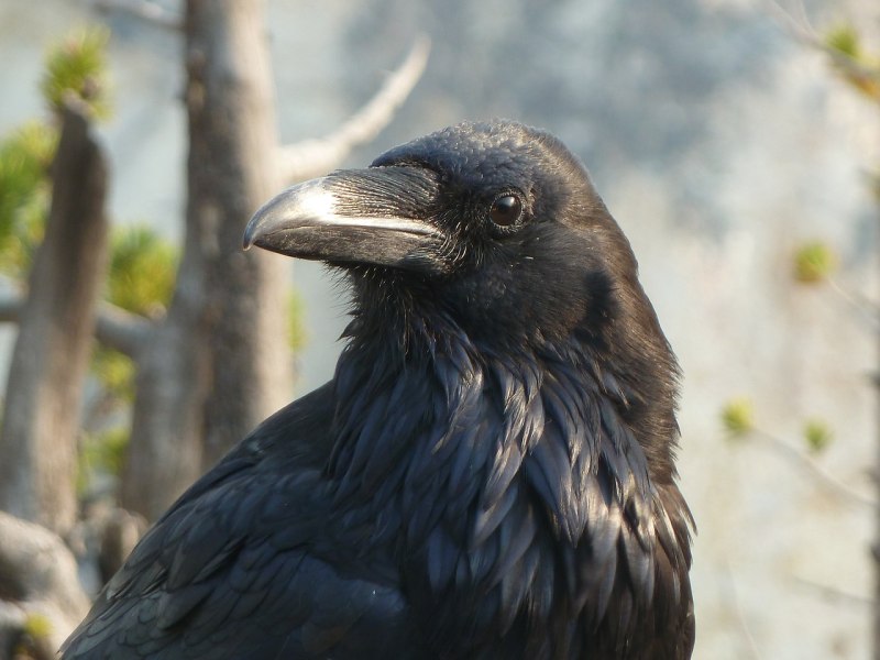 Ворона американская (Corvus brachyrhynchos)