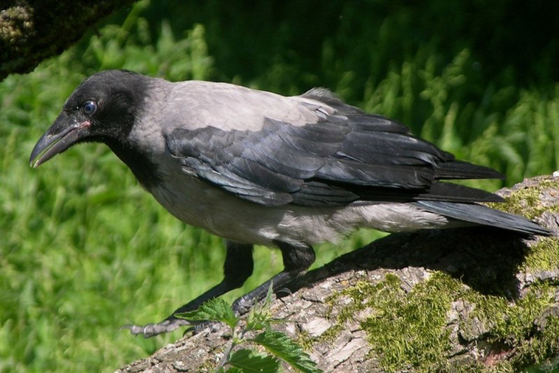 Corvus brachyrhynchos