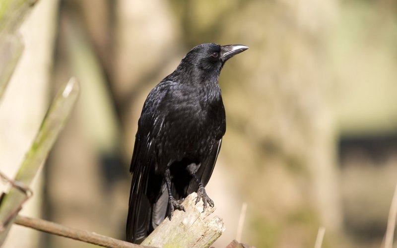 Corvus hawaiiensis