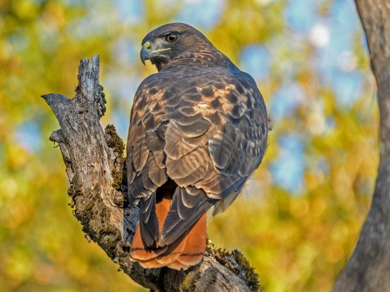 Red tailed Hawk птица