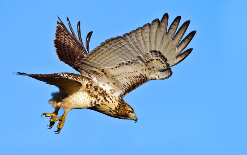 Buteo jamaicensis