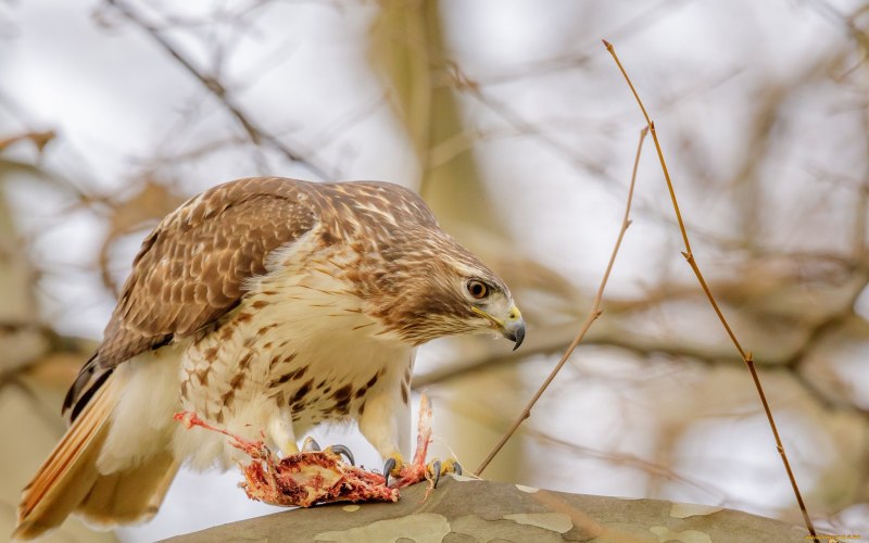 Red Tail Hawk