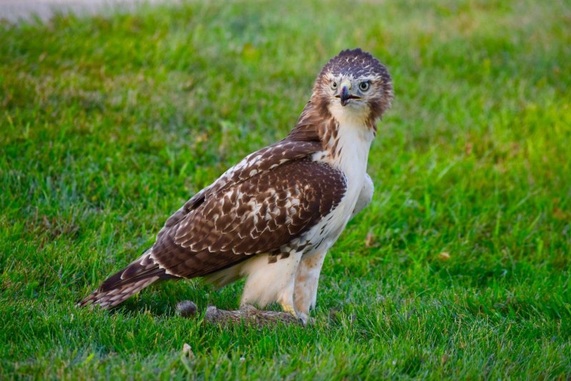 Red tailed Hawk птица