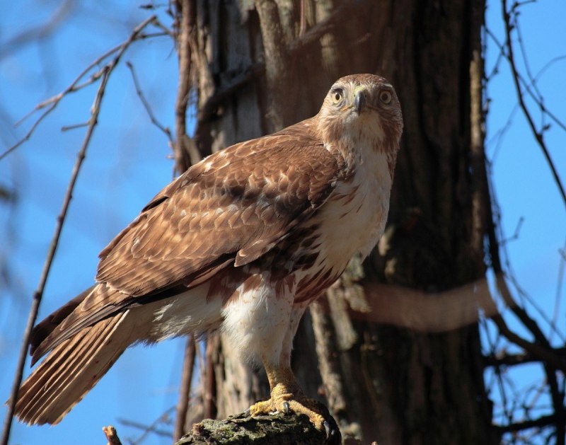 Buteo jamaicensis