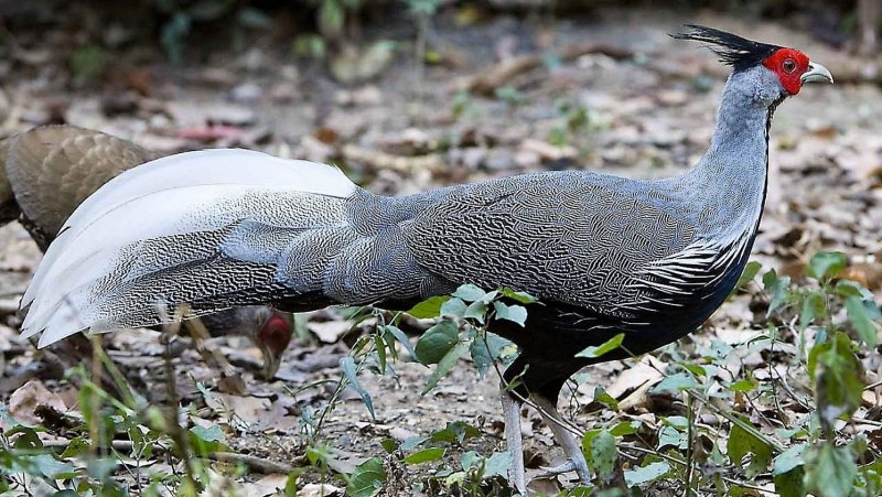 Отряд Курообразные (galliformes)