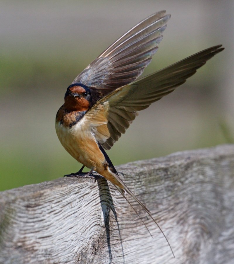 Деревенская Ласточка – Hirundo Rustica