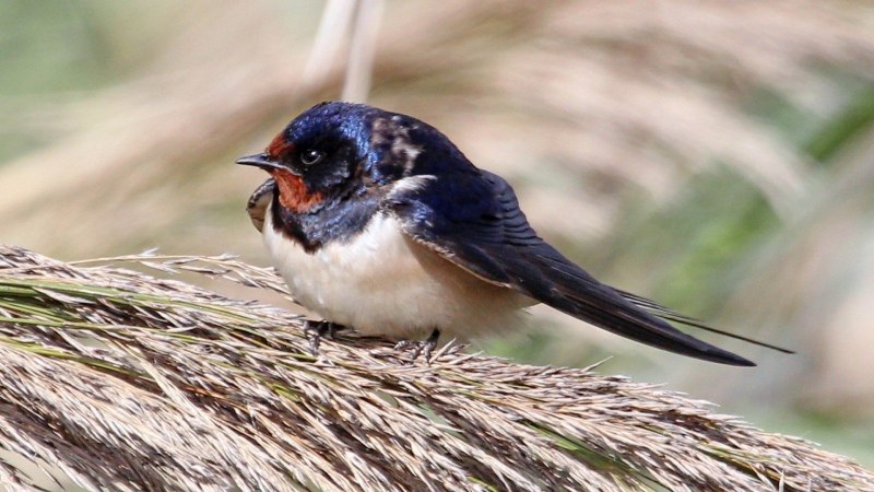 Ласточка деревенская (Касатка) (Hirundo Rustica)