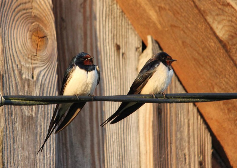 Деревенская Ласточка – Hirundo Rustica