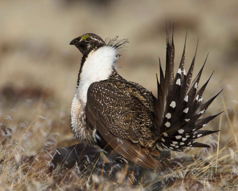 Тетерев шалфейный (Centrocercus urophasianus)